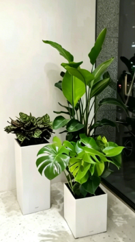 余姚花卉租赁品牌推广-北仑植物摆放方案-海曙室内绿植租赁公司-鄞州花卉租摆折扣